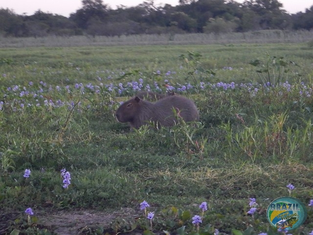 PIRA LODGE - Pantanal Argentino - Temporada 2.016